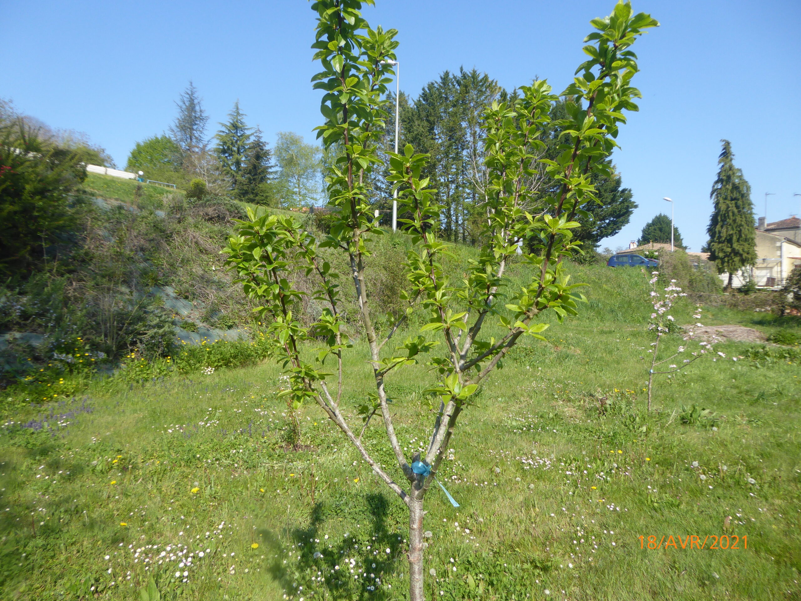 Jardin partagé