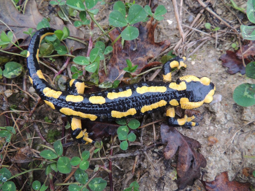 Nos « bestioles »